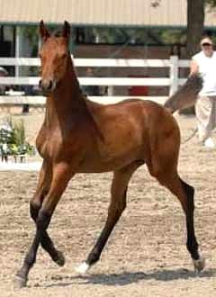 Caliente1 (15K)