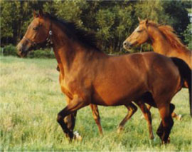 calettamed (26K)