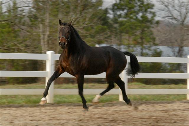 Corcovado free trot