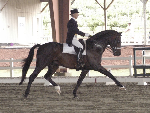 Corcovado trot show (90K)