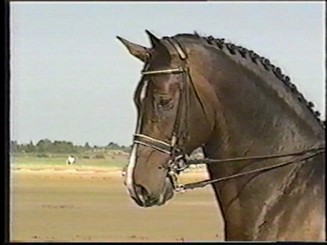 corianderhd (20K)