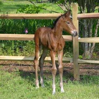 corinnestand11days (25K)
