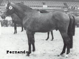 fernando (11K)