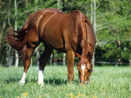 Kazemier pasture