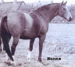 nonne (13K)