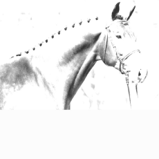 Click here for more pictures of Oswald